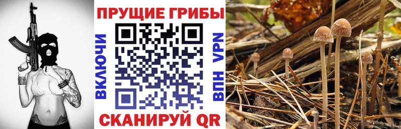 купить наркоту Михайловск Псилоцибиновые грибы MAGIC MUSHROOMS